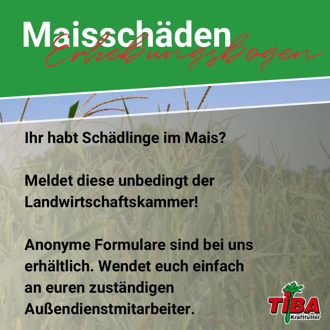 Maisschäden